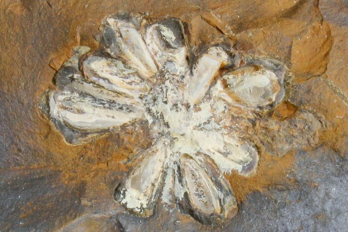 Fossil Reproductive Structure (Amersinia) - North Dakota #165068